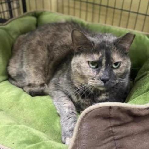 Evelyn, a Adoptable Domestic Short Hair in Mount Vernon, IN image 4/4