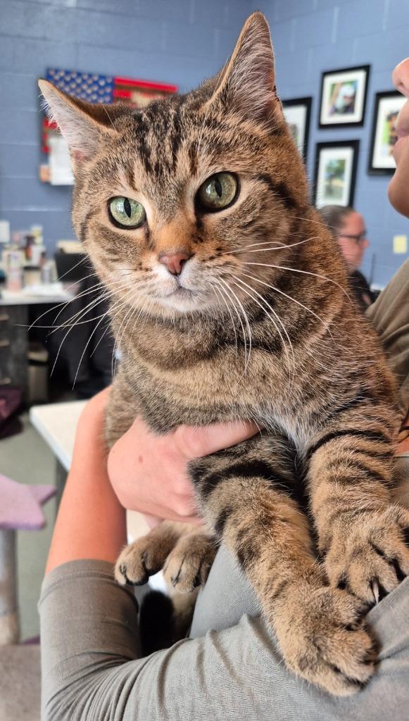 Enlarge Pinto Bean, a Adoptable mixed breed in East Ridge, TN image 2/2