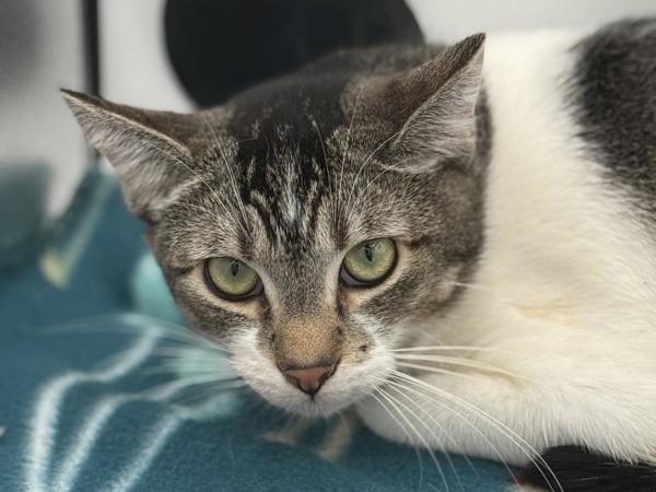 Enlarge Elmer, a Adoptable mixed breed in Portland, OR image 1/2