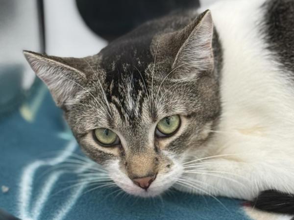 Enlarge Elmer, a Adoptable mixed breed in Portland, OR image 2/2