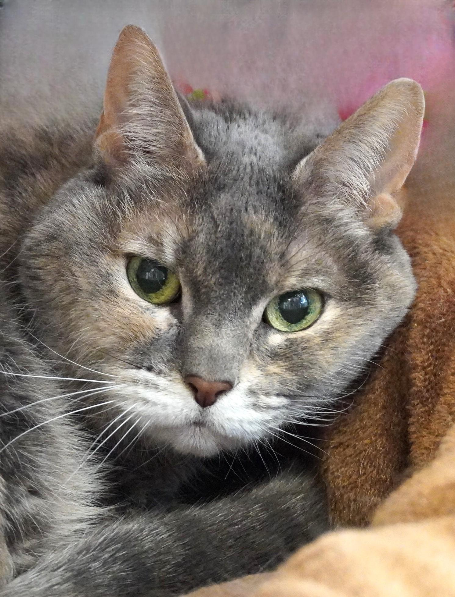 Baby, ADOPTABLE, Senior Female Domestic Short Hair.
