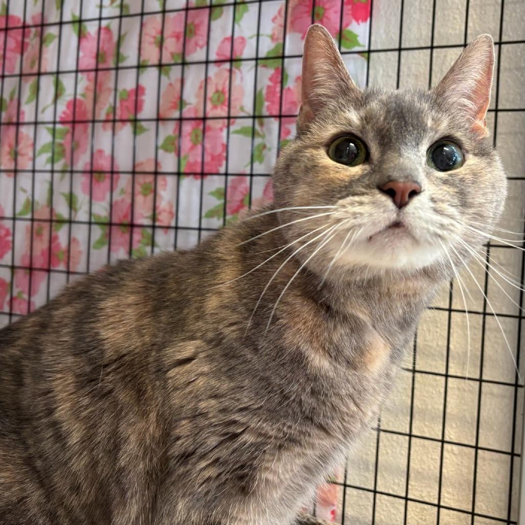 Enlarge Baby, a ADOPTABLE Domestic Short Hair in Grants Pass, OR image 2/3