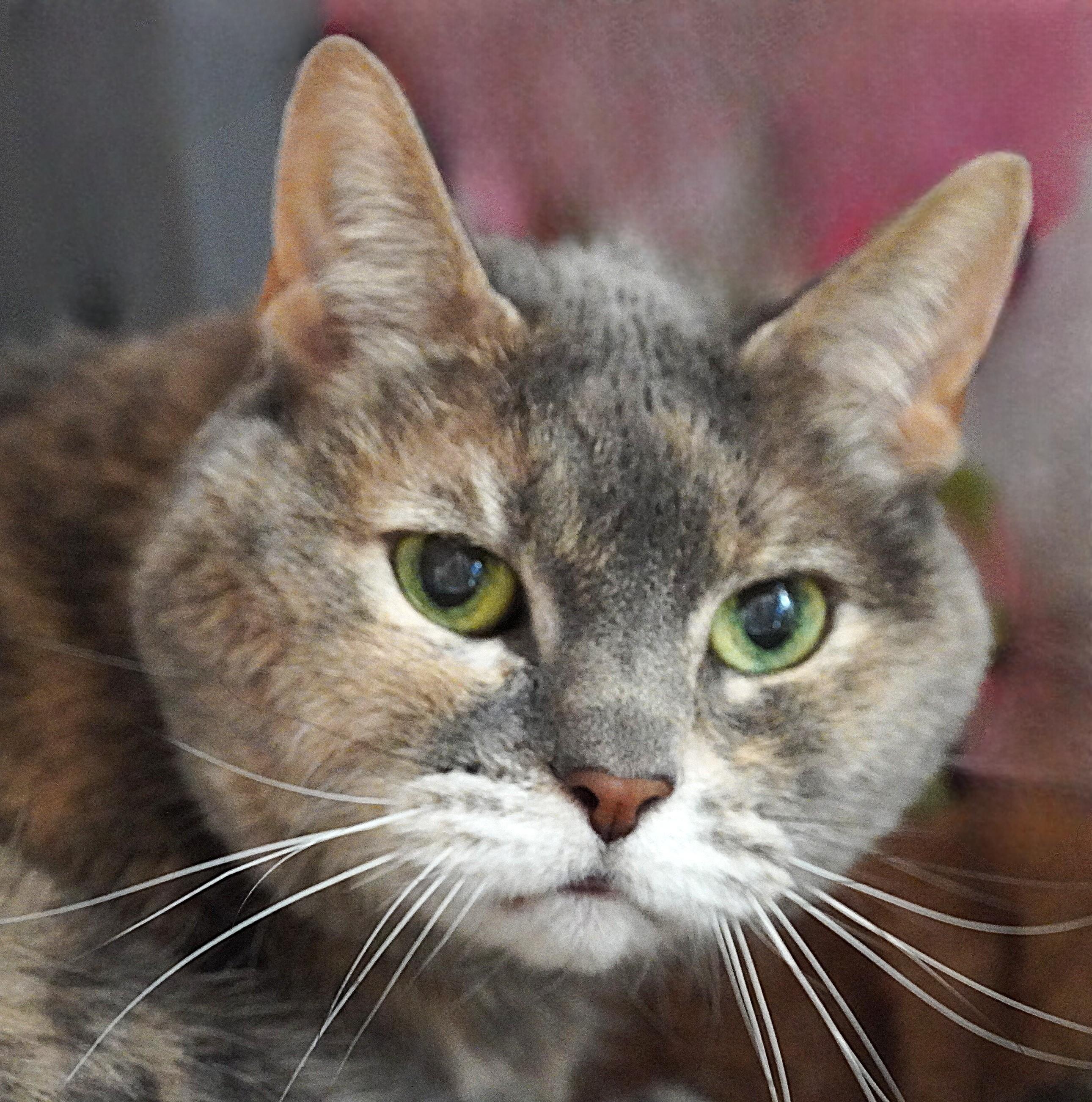 Enlarge Baby, a ADOPTABLE Domestic Short Hair in Grants Pass, OR image 3/3