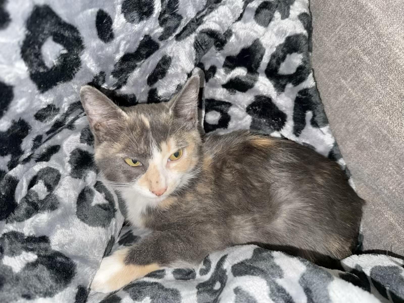 Mochi - Kuykendahl Petsmart