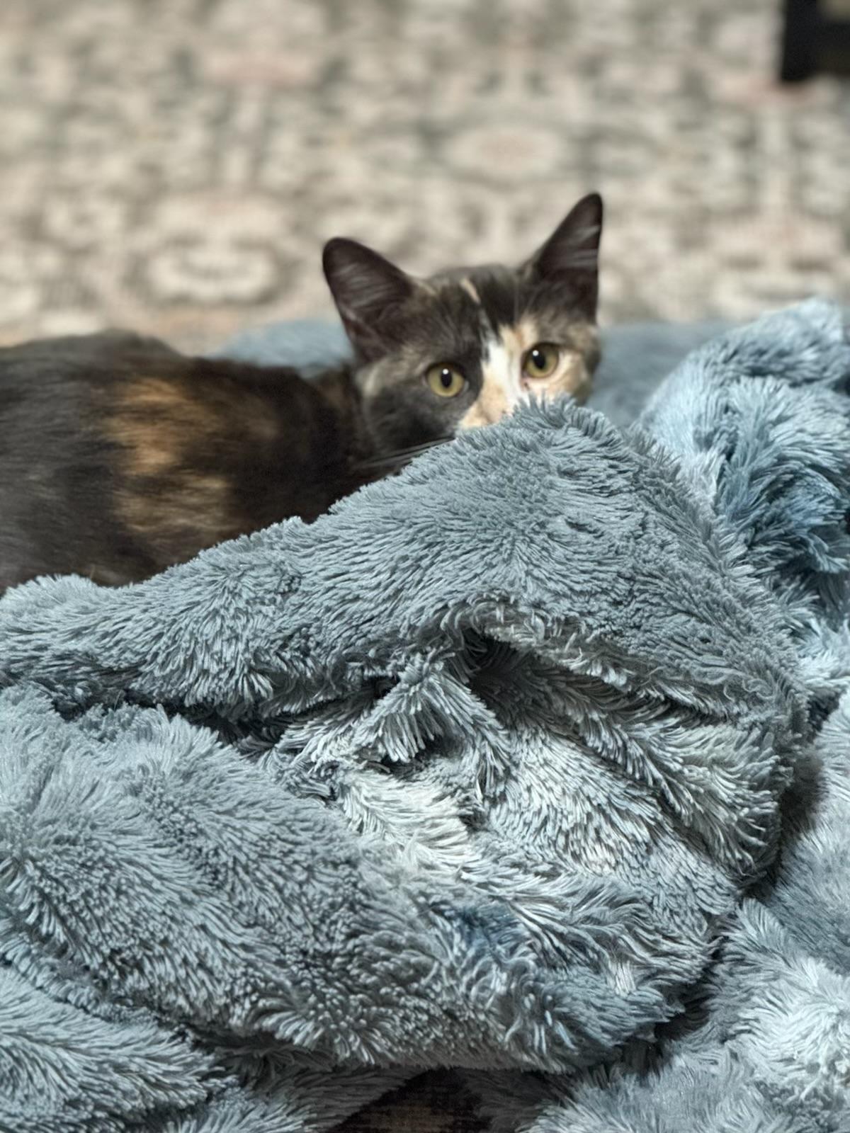 Mochi - Kuykendahl Petsmart — thumbnail 2