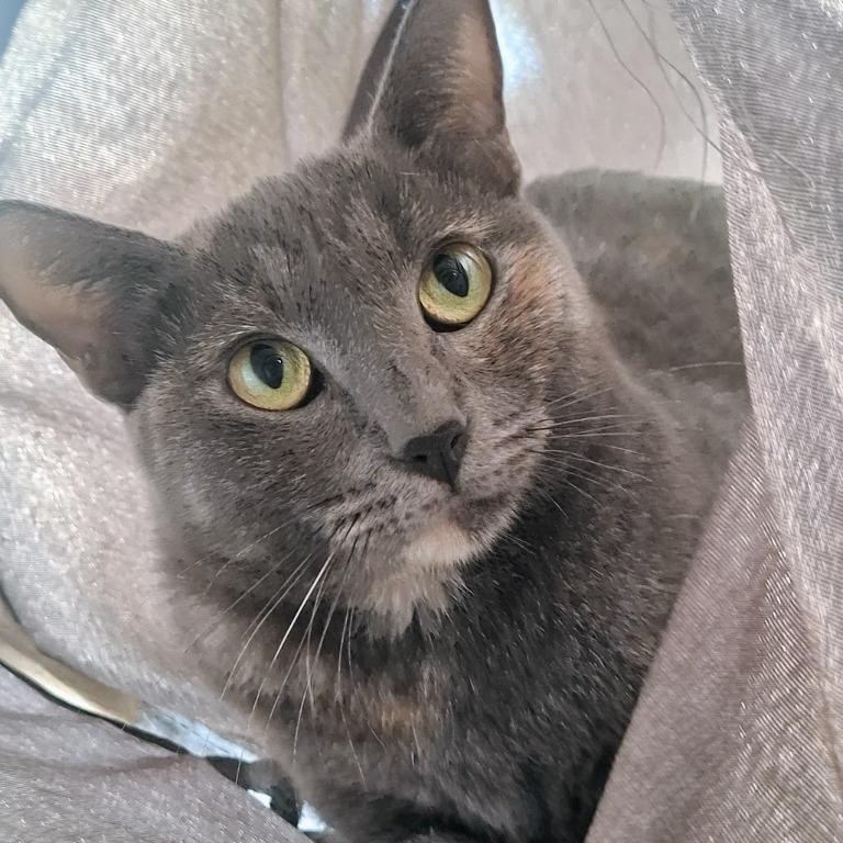 Mina, Adoptable, Young Female Domestic Short Hair.