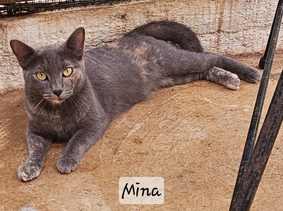 Enlarge Mina, a Adoptable mixed breed in Corral del Risco, NAY image 2/4