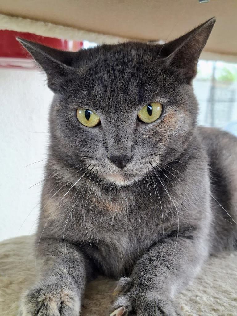 Enlarge Mina, a Adoptable mixed breed in Corral del Risco, NAY image 3/4