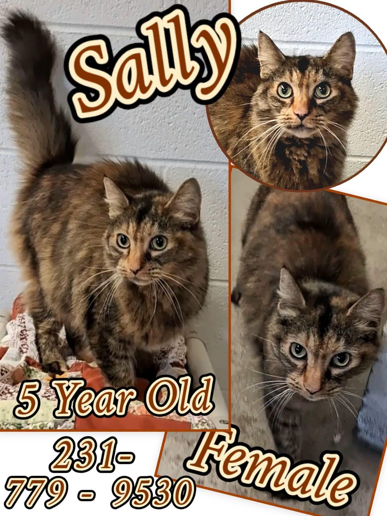 SALLY, Adoptable, Adult Female Domestic Long Hair.