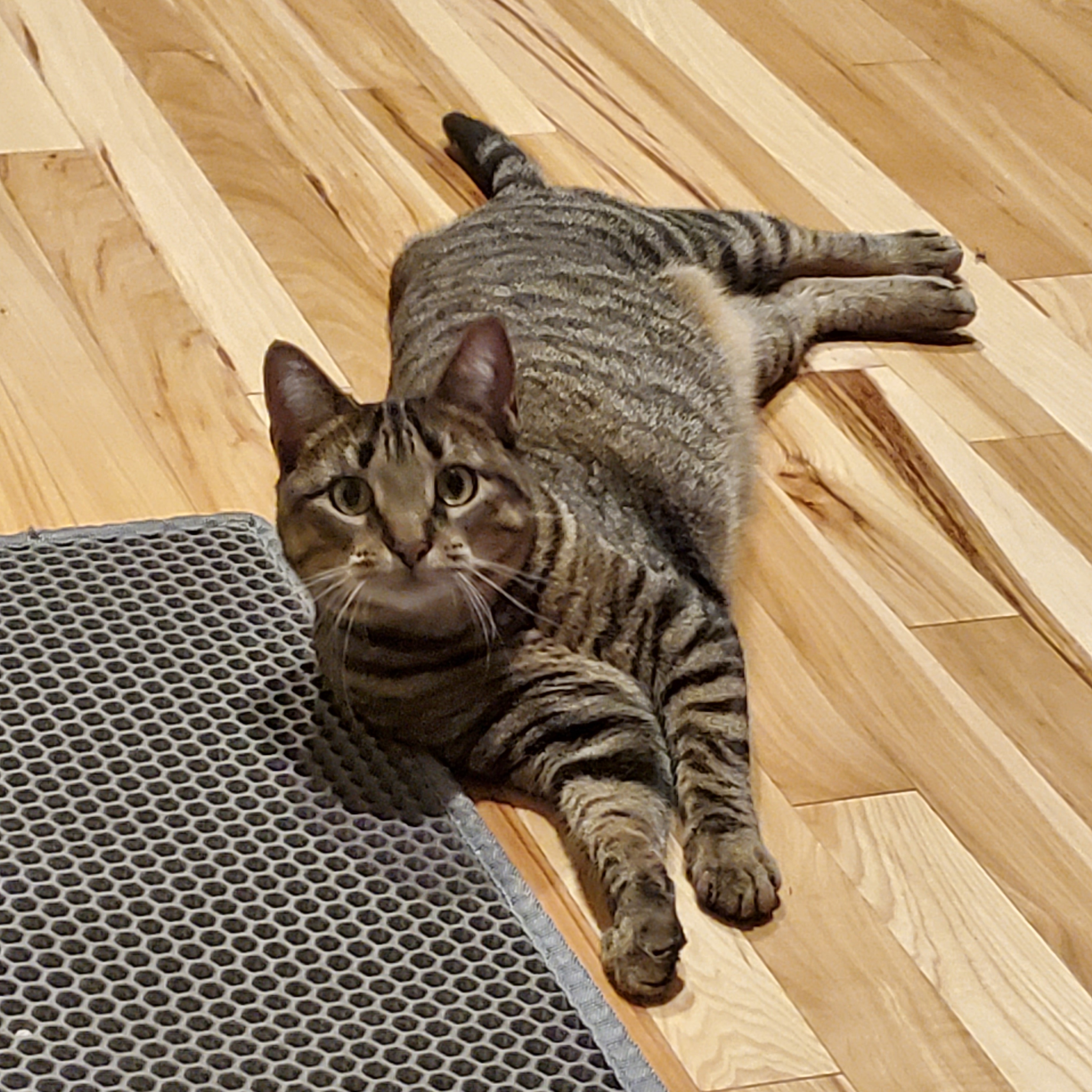 Enlarge Morgana, a Adoptable mixed breed in Baltimore, MD image 2/6