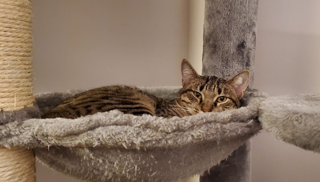 Enlarge Morgana, a Adoptable mixed breed in Baltimore, MD image 5/6