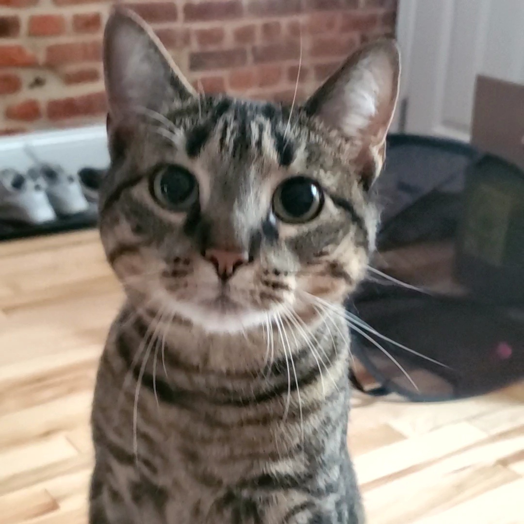 Enlarge Morgana, a Adoptable mixed breed in Baltimore, MD image 1/6