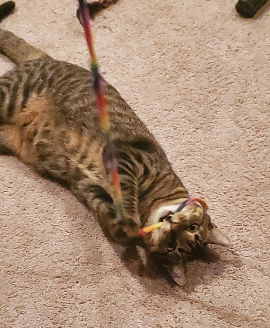 Enlarge Morgana, a Adoptable mixed breed in Baltimore, MD image 4/6