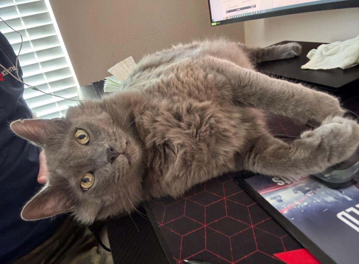 Lilla and Finn, a Adoptable Domestic Short Hair in Irving, TX image 1/2