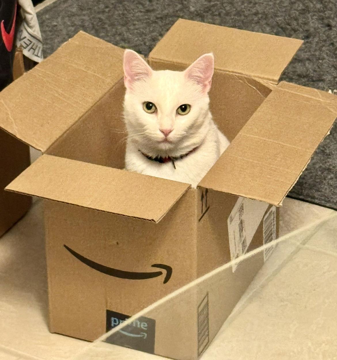 Lilla and Finn, a Adoptable Domestic Short Hair in Irving, TX image 2/2