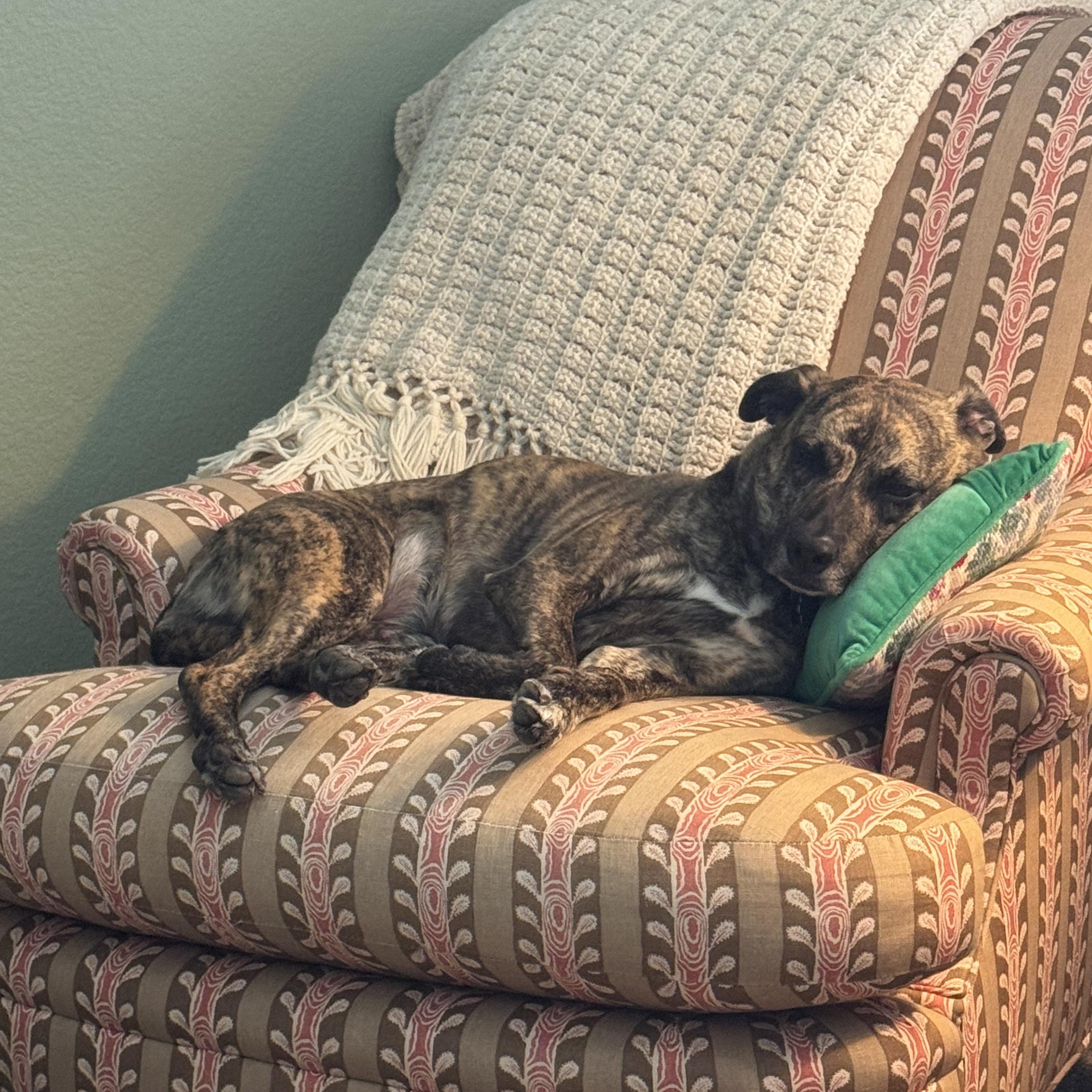 Enlarge Trixie, a Adoptable Tennessee Treeing Brindle in Trophy Club, TX image 6/6