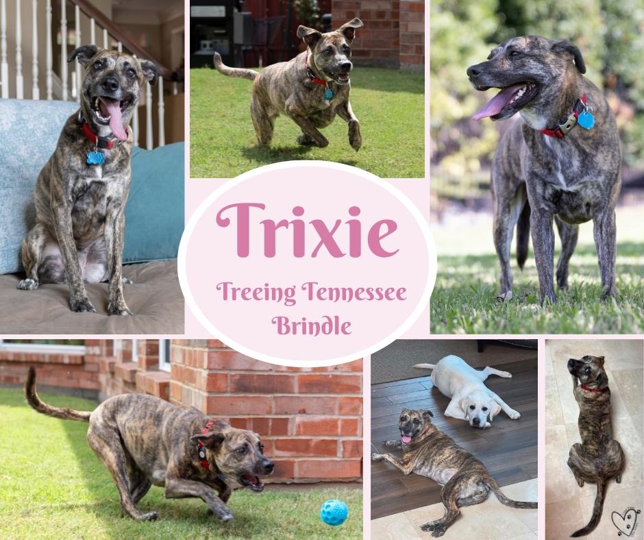 Trixie, Adoptable, Adult Female Tennessee Treeing Brindle.