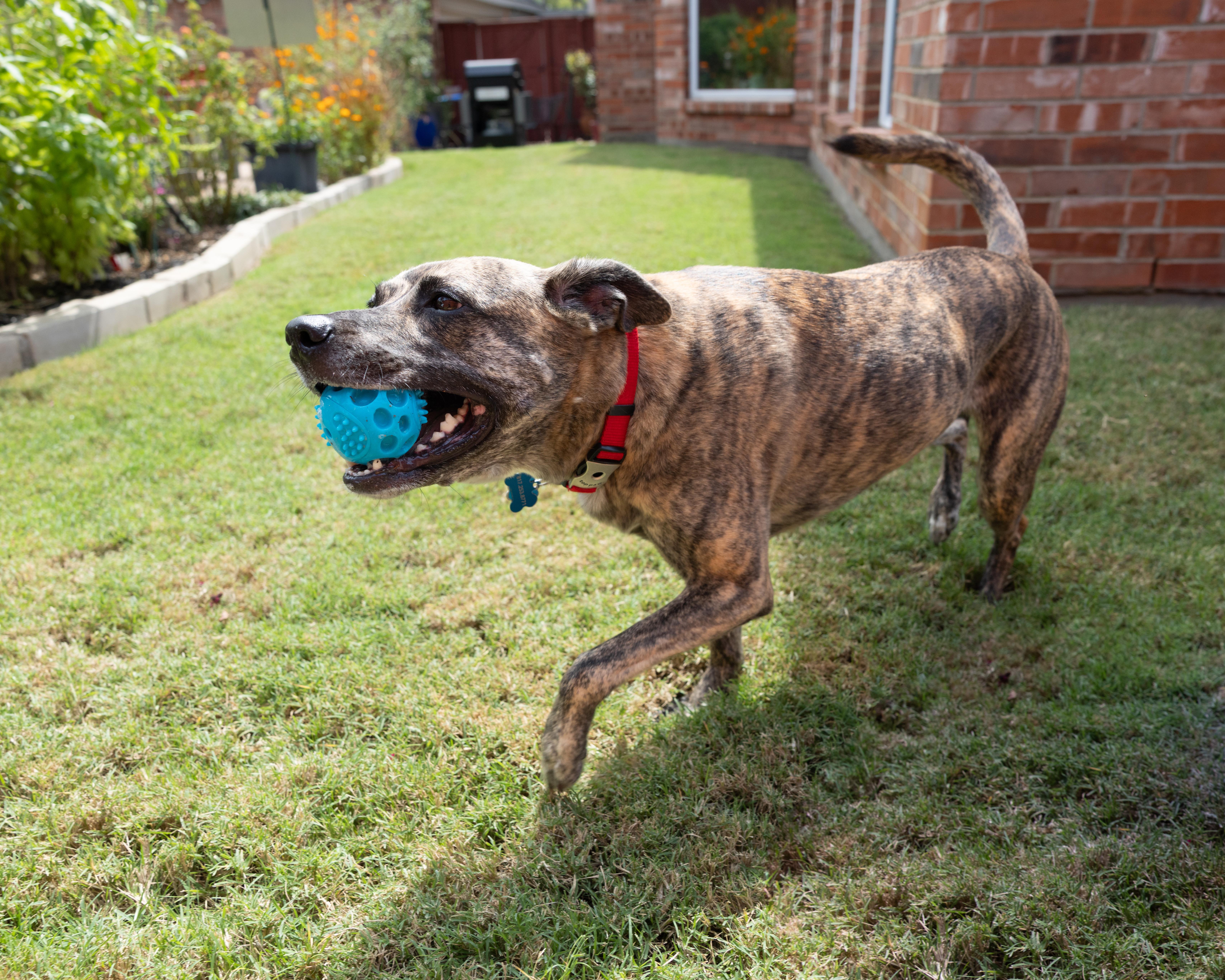 Enlarge Trixie, a Adoptable Tennessee Treeing Brindle in Trophy Club, TX image 5/6