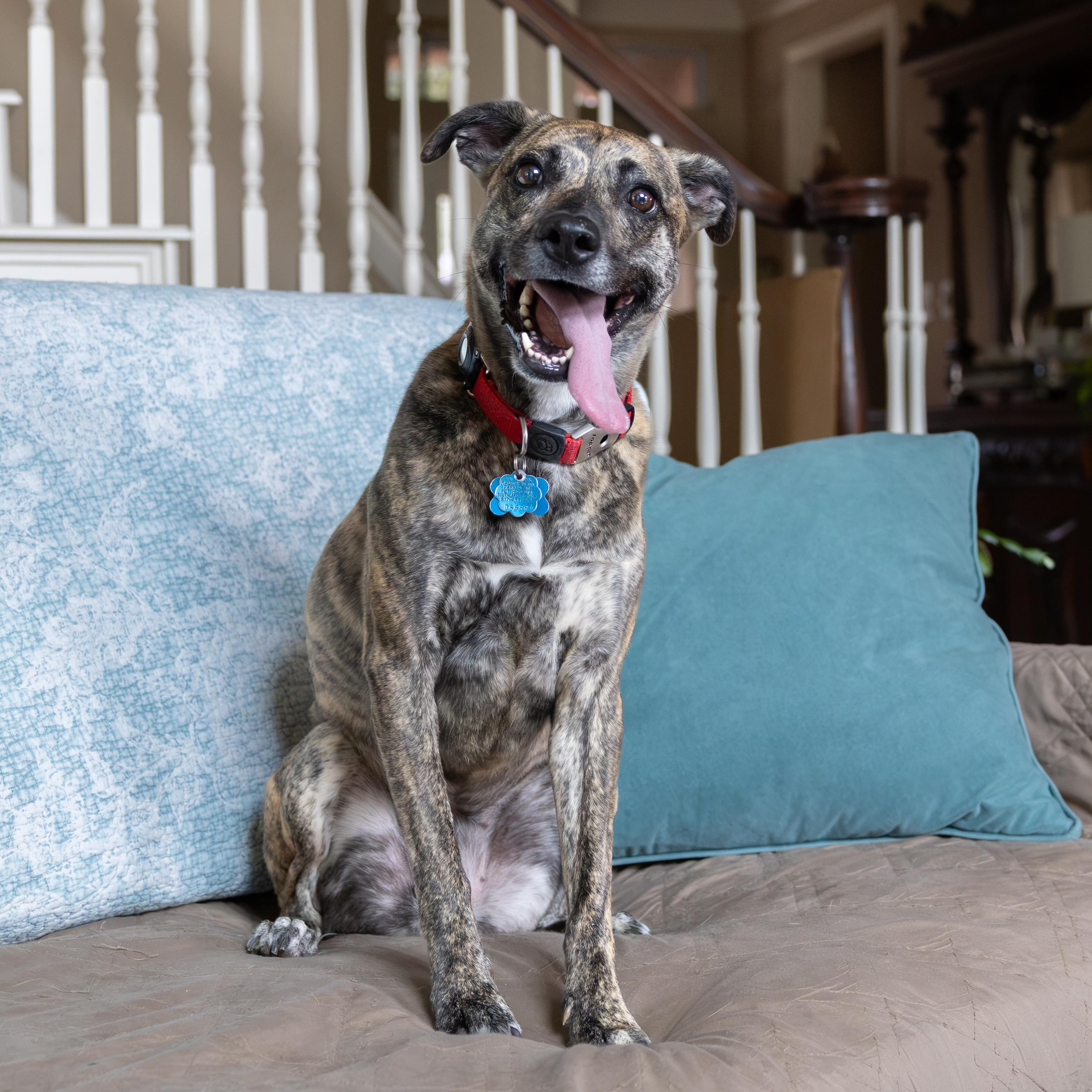 Enlarge Trixie, a Adoptable Tennessee Treeing Brindle in Trophy Club, TX image 3/6