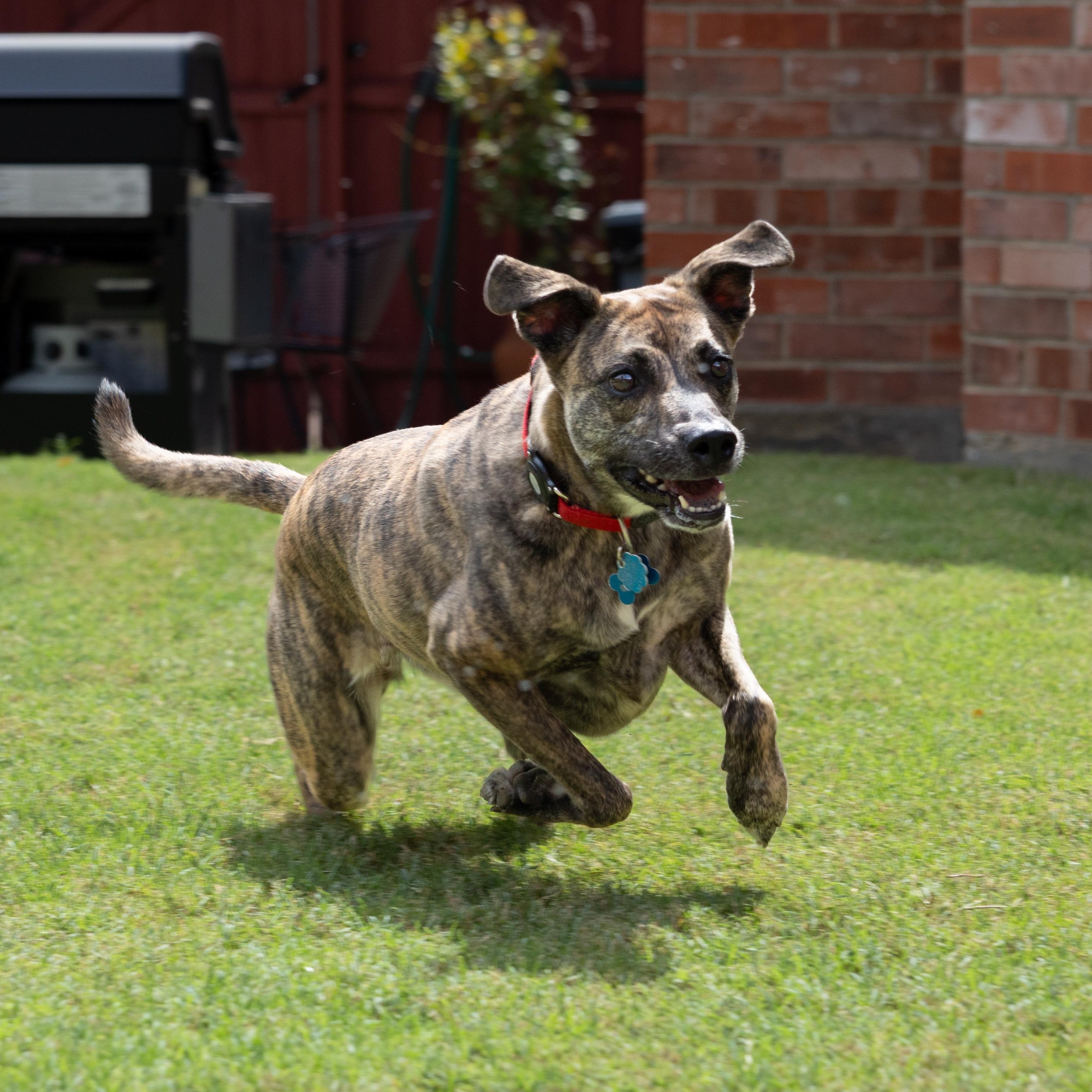 Enlarge Trixie, a Adoptable Tennessee Treeing Brindle in Trophy Club, TX image 2/6