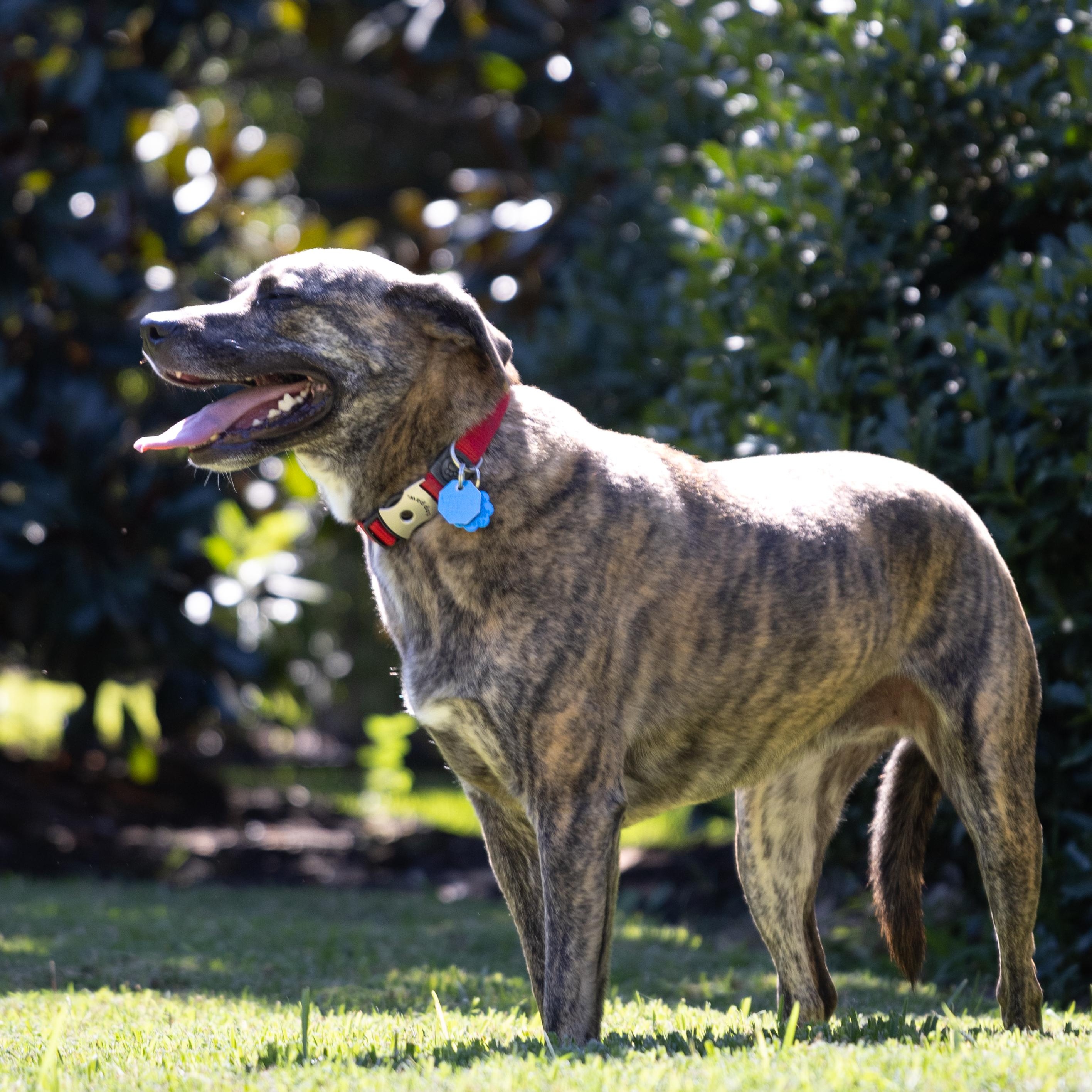 Trixie, a Adoptable Tennessee Treeing Brindle in Trophy Club, TX image 1/6