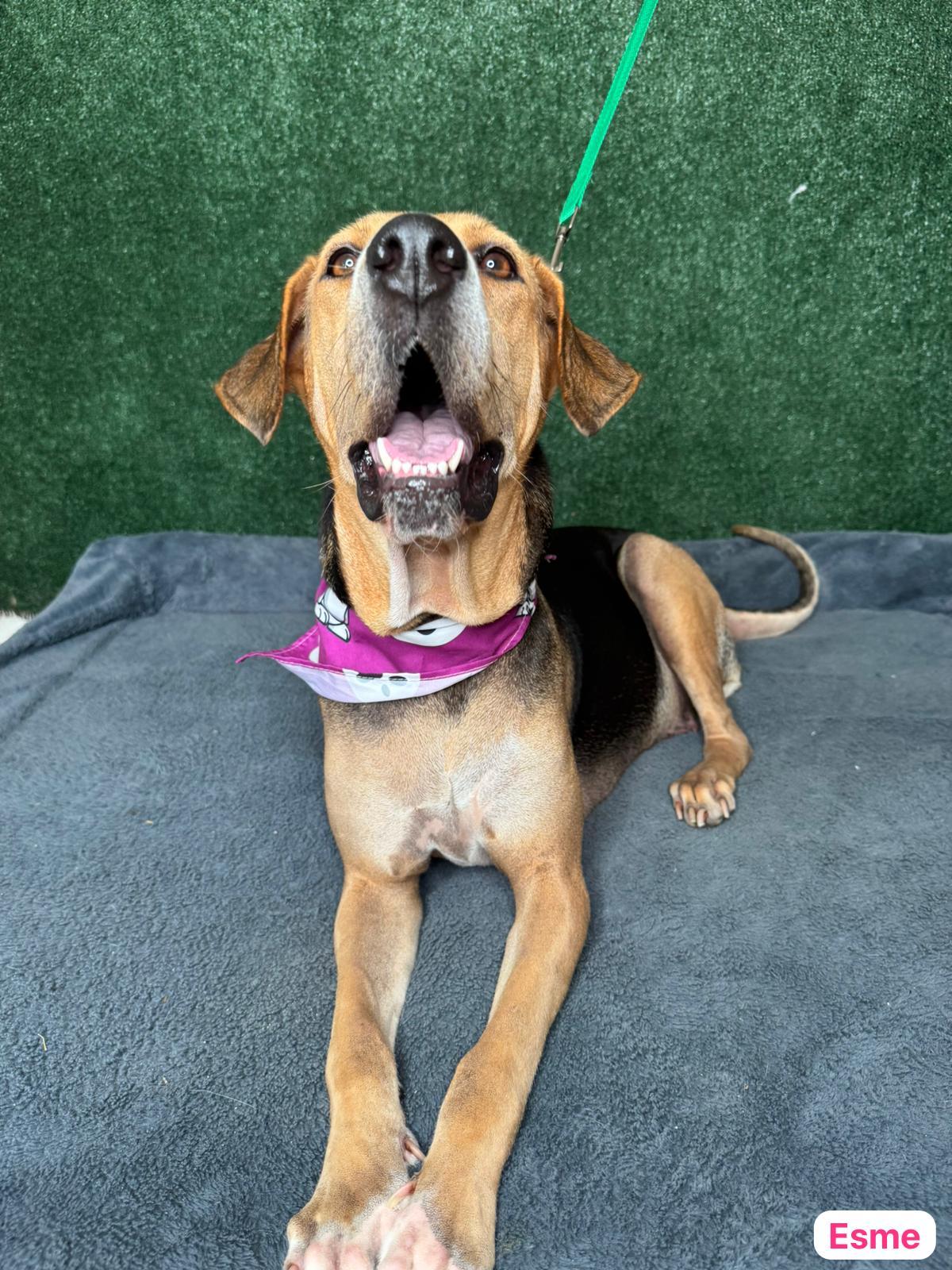 Enlarge Enchanting Esme , a Adoptable mixed breed in New York , NY image 2/5