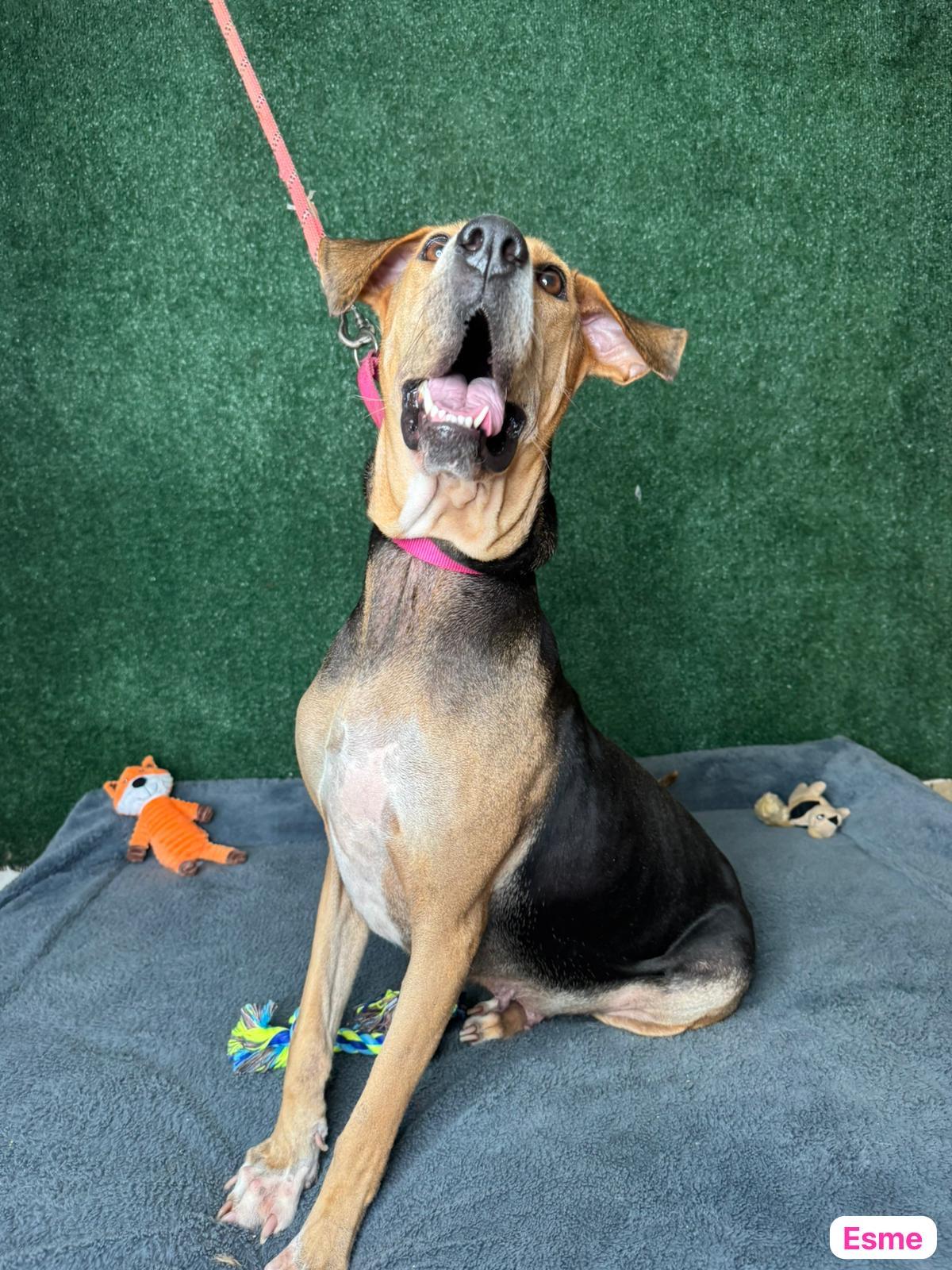 Enlarge Enchanting Esme , a Adoptable mixed breed in New York , NY image 4/5