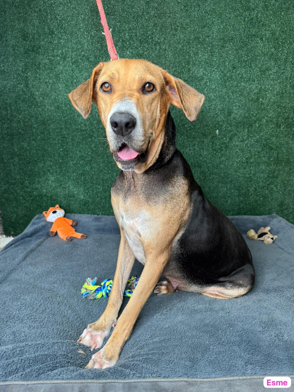 Enlarge Enchanting Esme , a Adoptable mixed breed in New York , NY image 1/5