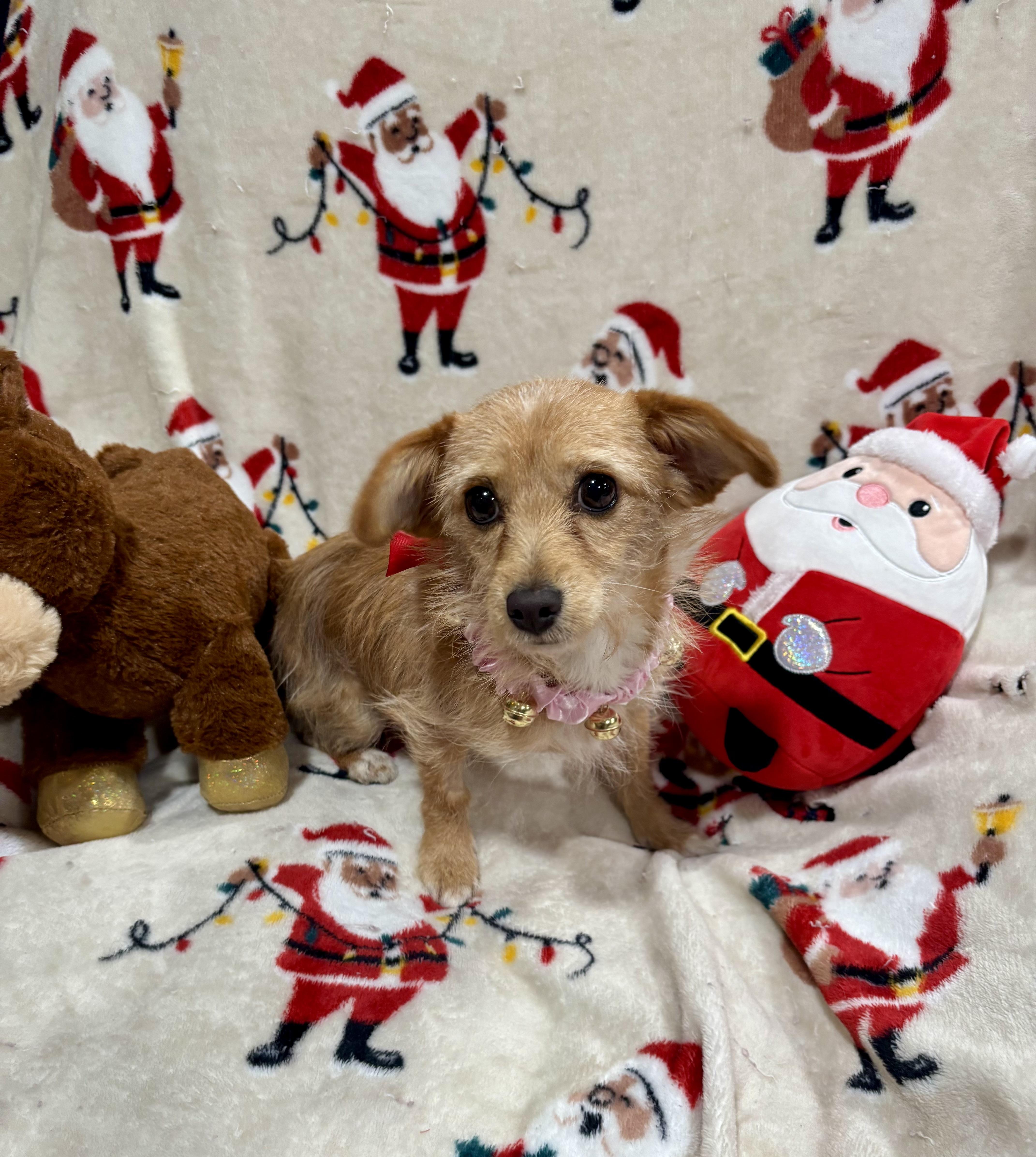 Gracie, ADOPTABLE, Puppy Female Cairn Terrier.