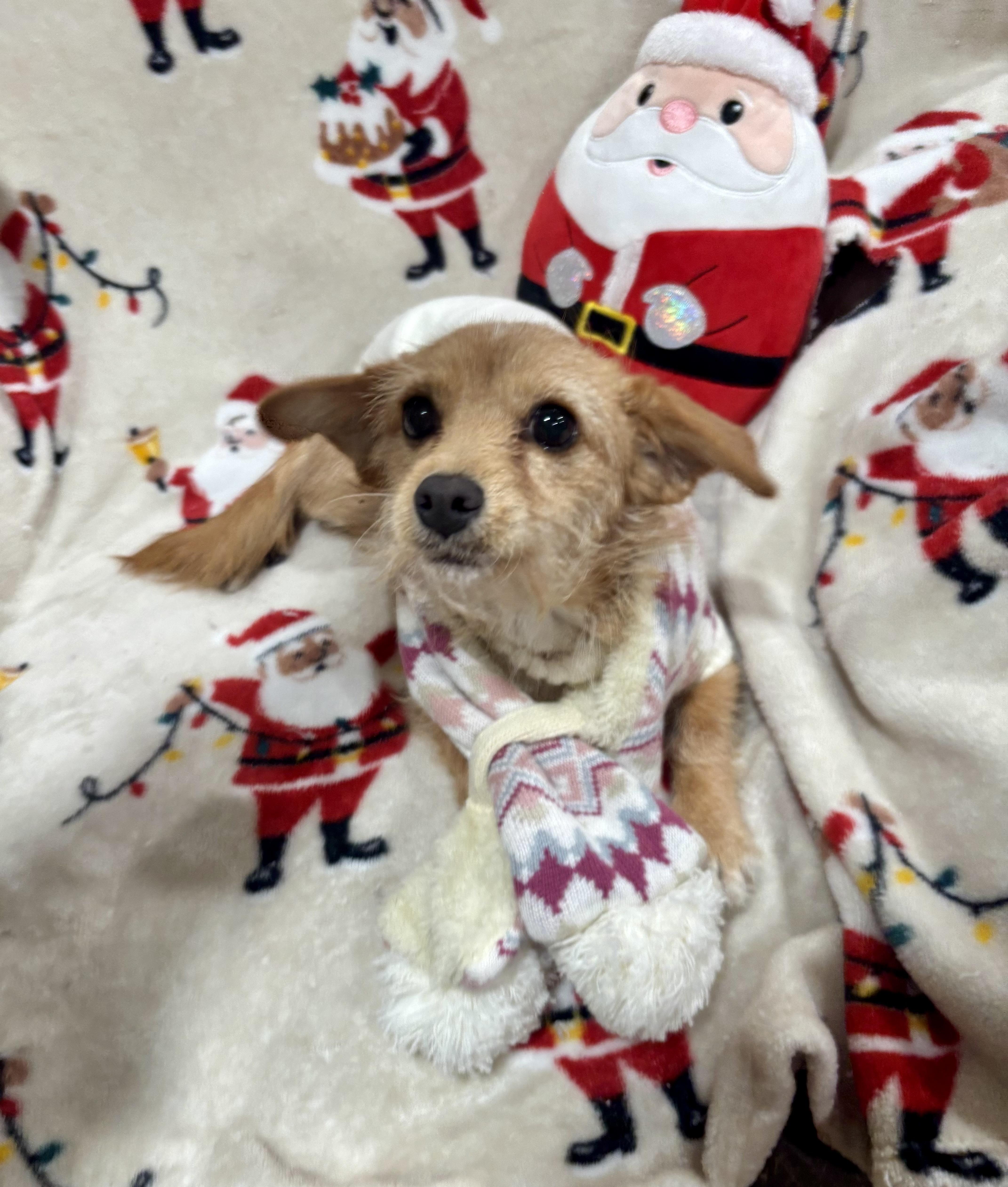 Gracie, a ADOPTABLE mixed breed in Foster, OR image 2/6