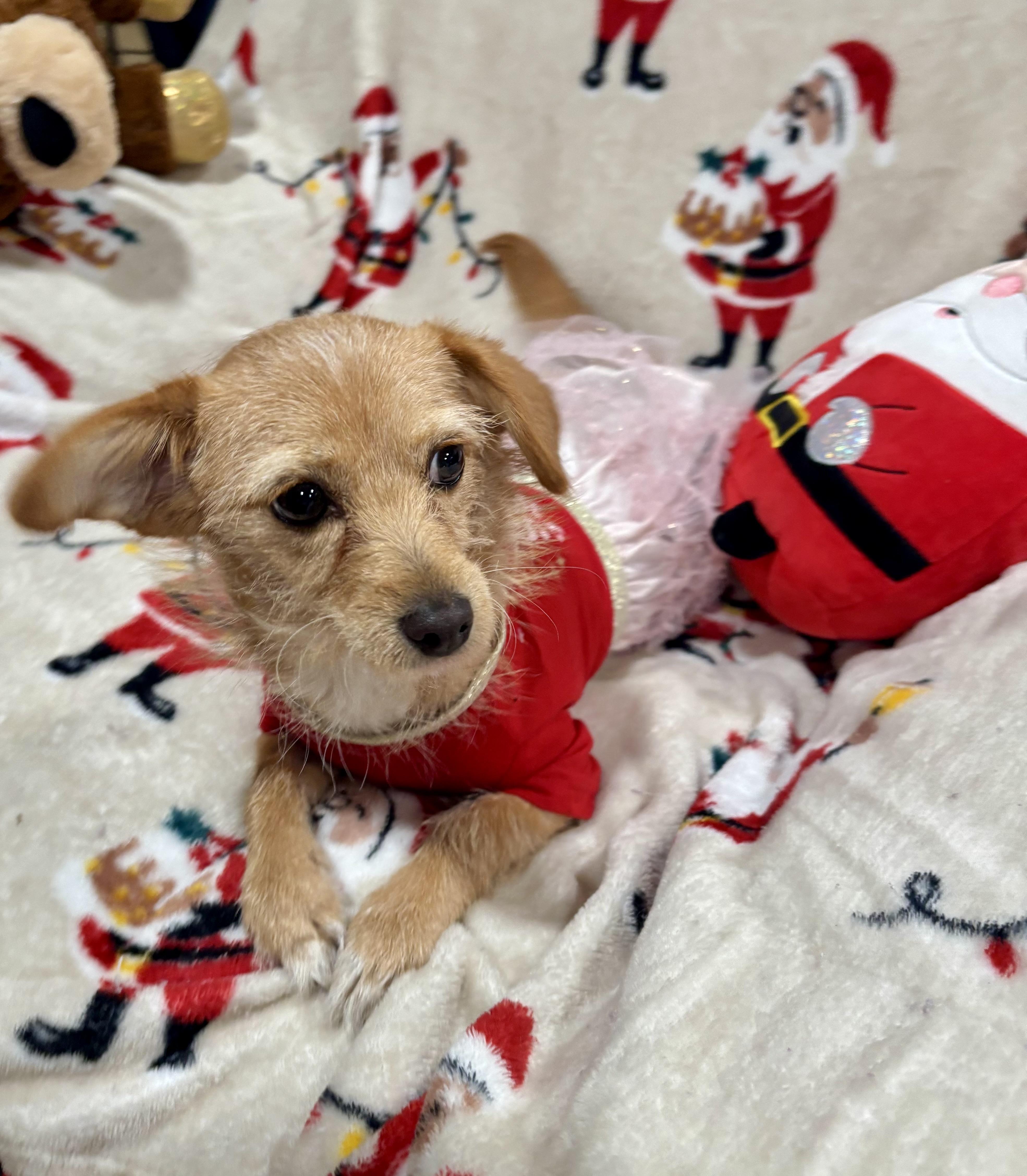 Gracie, a ADOPTABLE mixed breed in Foster, OR image 3/6