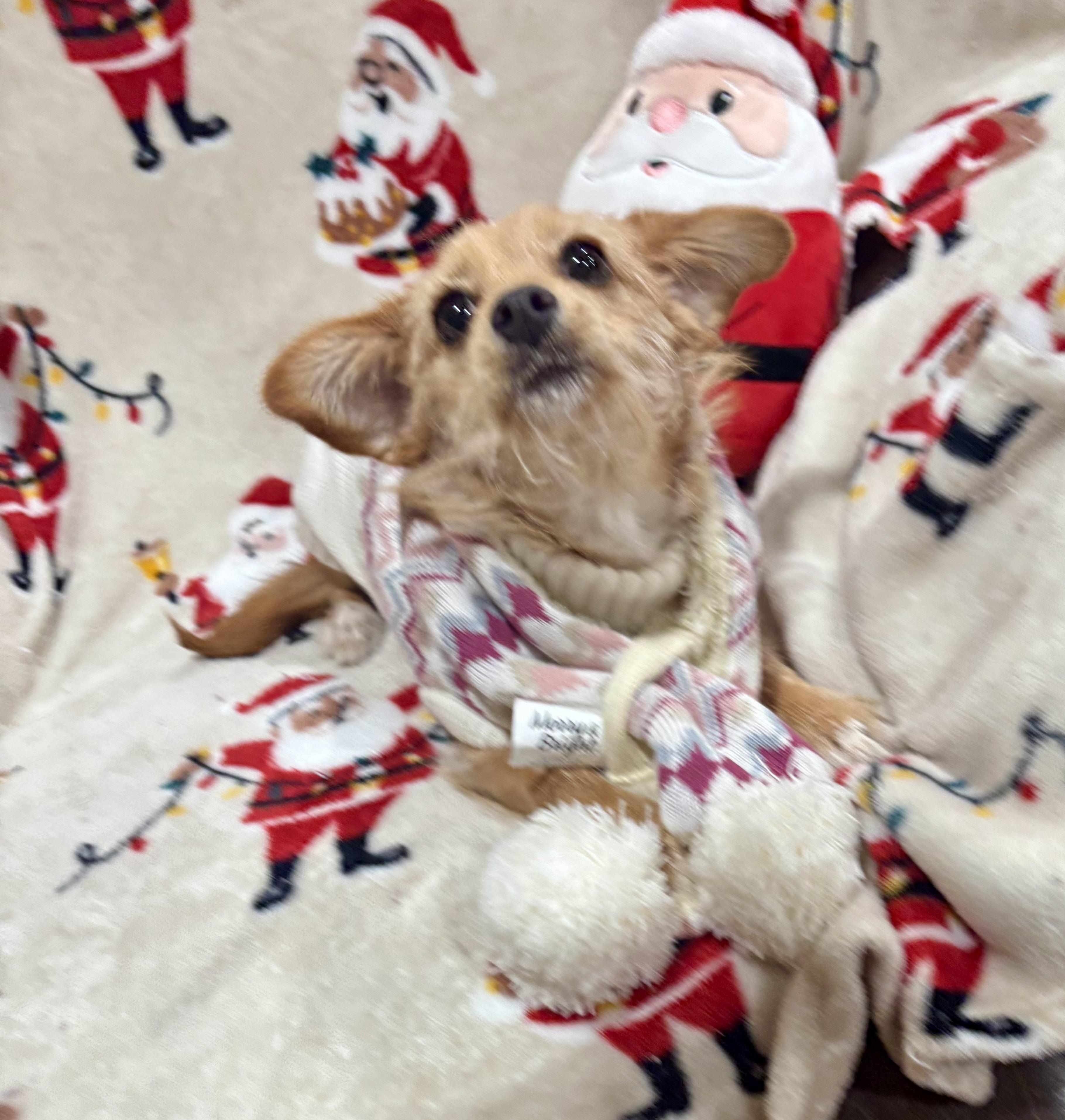 Gracie, a ADOPTABLE mixed breed in Foster, OR image 4/6