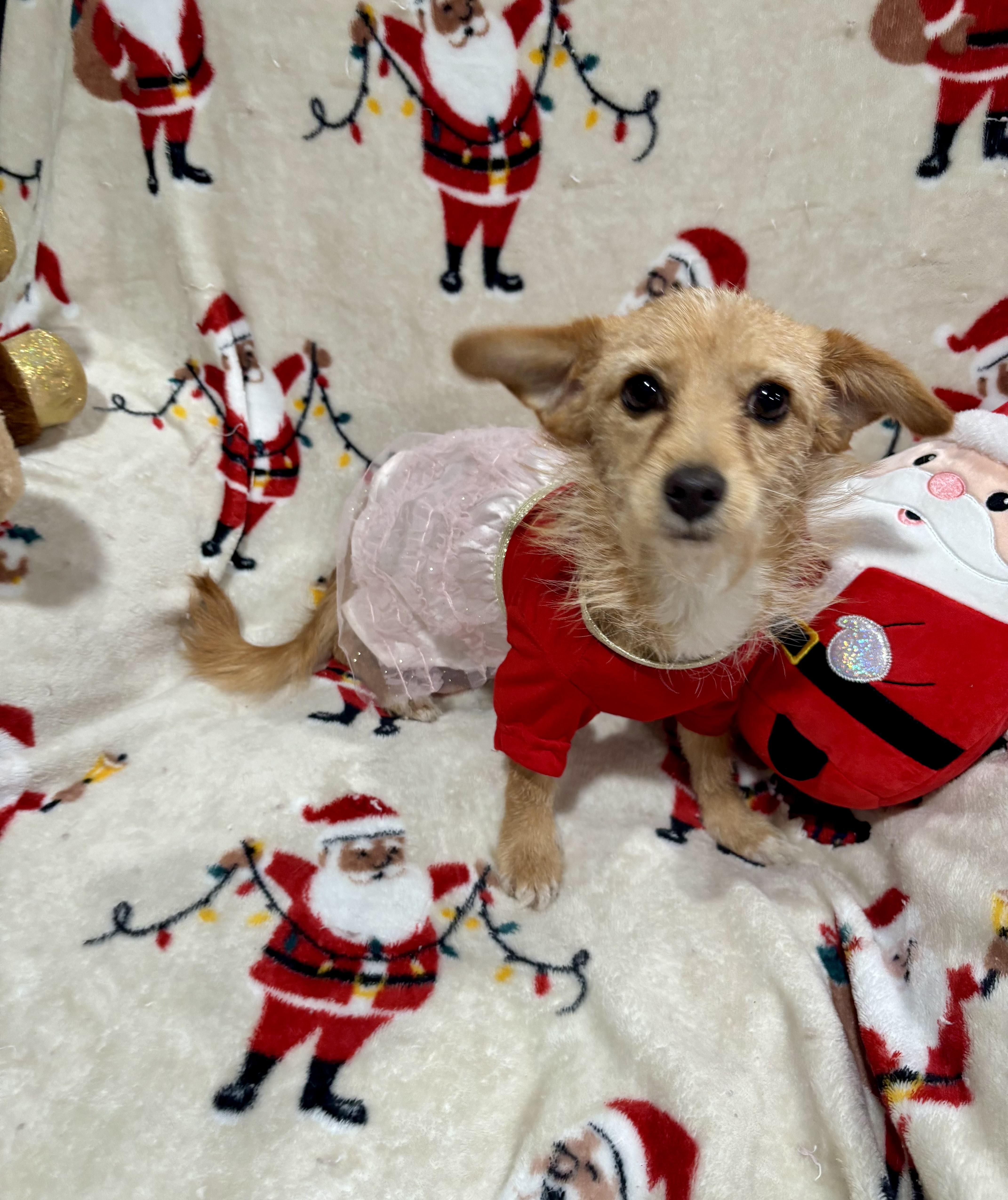 Gracie, a ADOPTABLE mixed breed in Foster, OR image 5/6