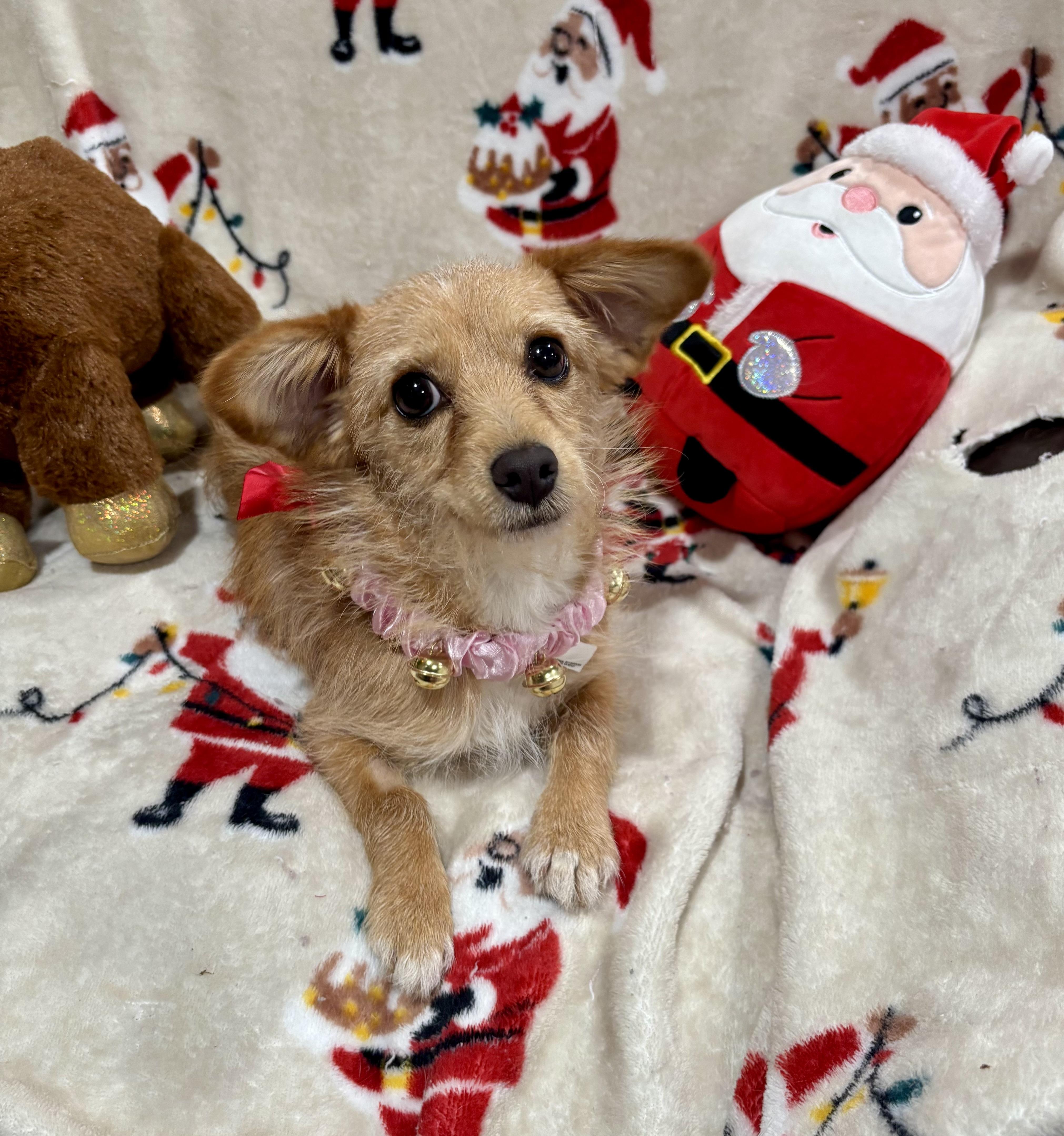 Gracie, a ADOPTABLE mixed breed in Foster, OR image 6/6