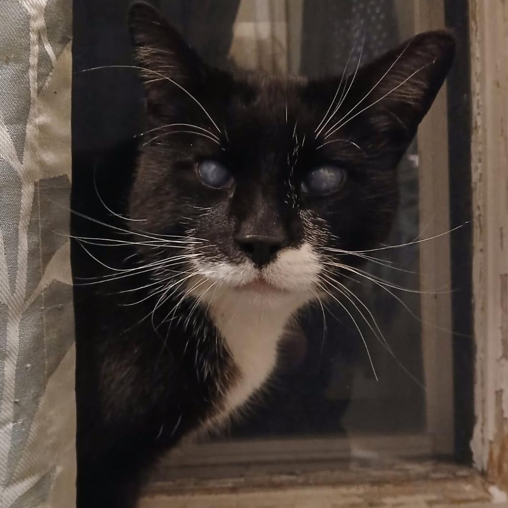 Ray Ray (Catman), Adoptable, Adult Male Domestic Short Hair.