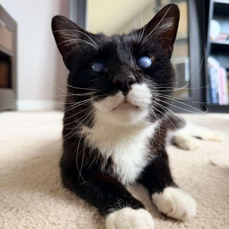Enlarge Ray Ray (Catman), a Adoptable Domestic Short Hair in Winchester, VA image 2/2