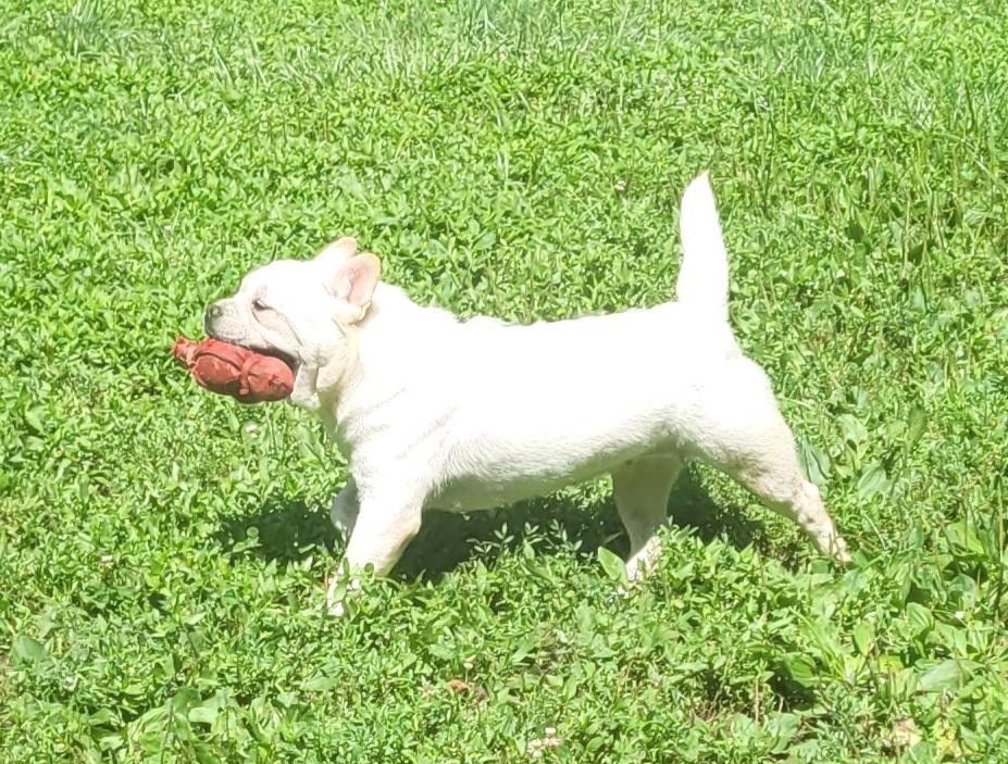 Enlarge Bao, a ADOPTABLE mixed breed in Clarksburg, MD image 2/4