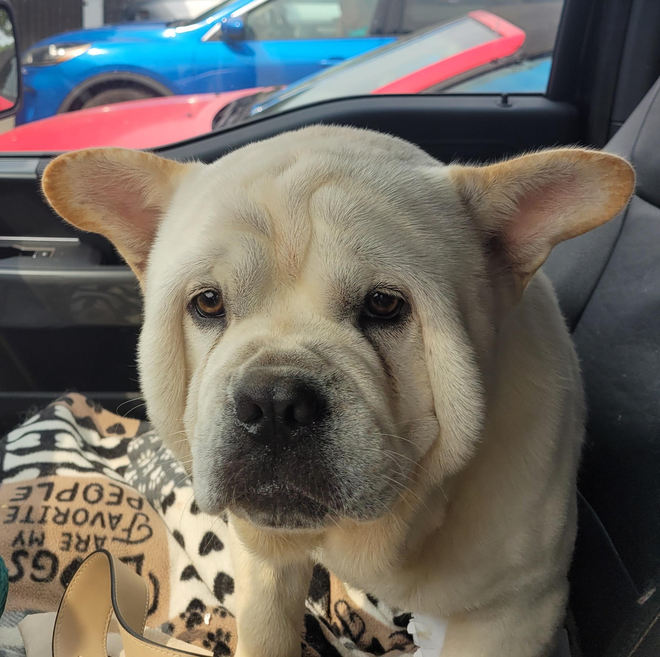 Bao, ADOPTABLE, Young Male French Bulldog & Chow Chow.