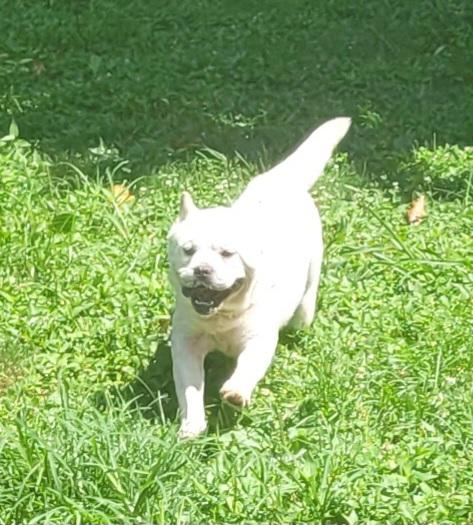 Enlarge Bao, a ADOPTABLE mixed breed in Clarksburg, MD image 1/4