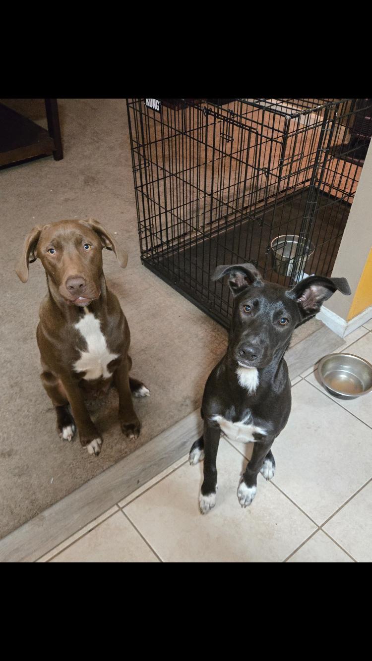Enlarge Hershey, a Adoptable mixed breed in Pensacola, FL image 2/2
