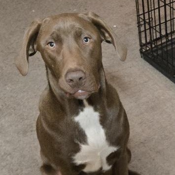 Hershey, Adoptable, Young Male Chocolate Labrador Retriever.