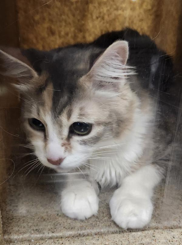 Izzy, a Adoptable mixed breed in Silverdale, WA image 2/2