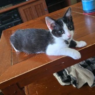 James, Adoptable, Kitten Male Domestic Short Hair.