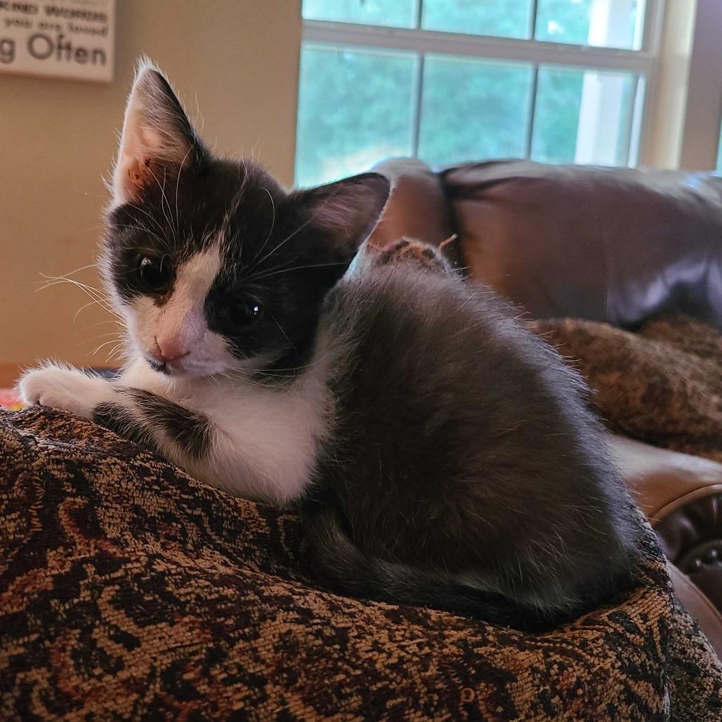 Enlarge James, a Adoptable Domestic Short Hair in Tallahassee, FL image 2/6