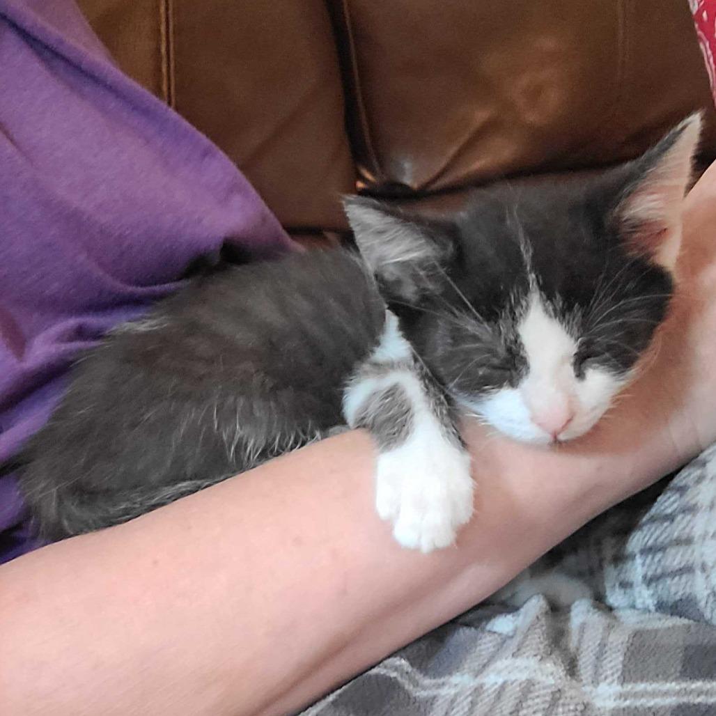 Enlarge James, a Adoptable Domestic Short Hair in Tallahassee, FL image 3/6