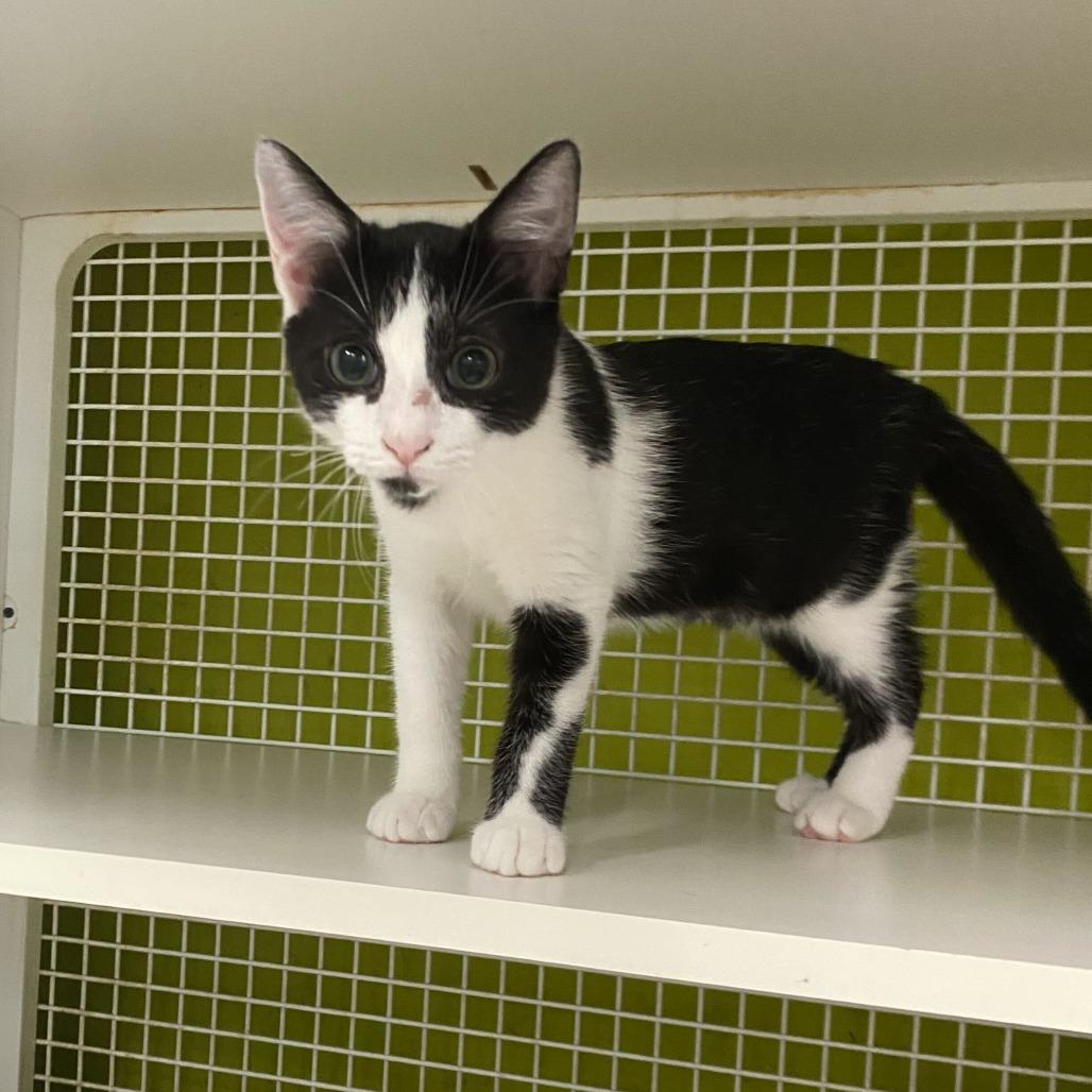 Enlarge James, a Adoptable Domestic Short Hair in Tallahassee, FL image 4/6