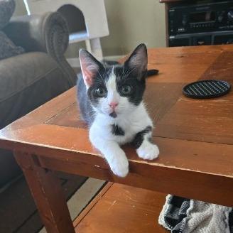 Enlarge James, a Adoptable Domestic Short Hair in Tallahassee, FL image 5/6