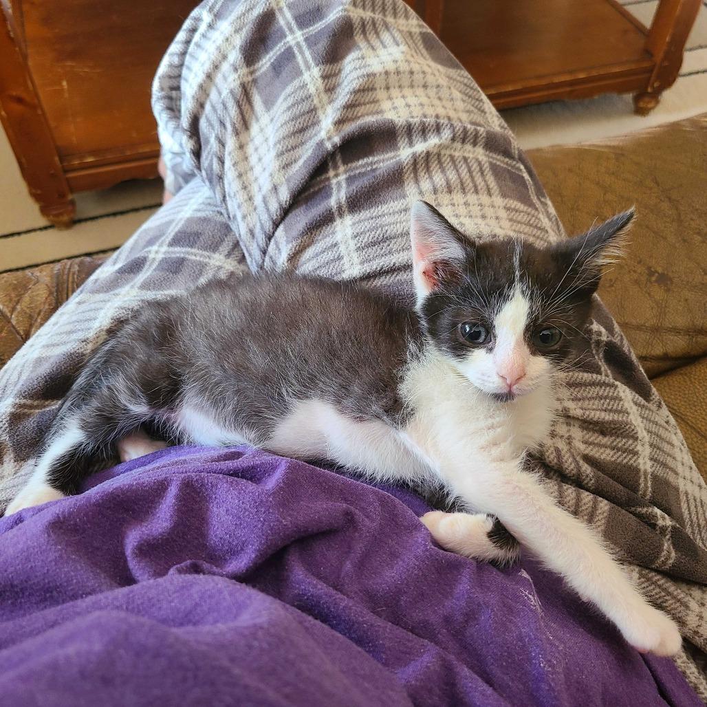 Enlarge James, a Adoptable Domestic Short Hair in Tallahassee, FL image 6/6