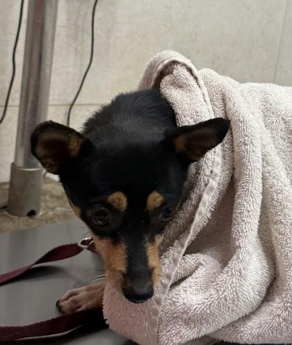 Mary Lou thumbnail 2