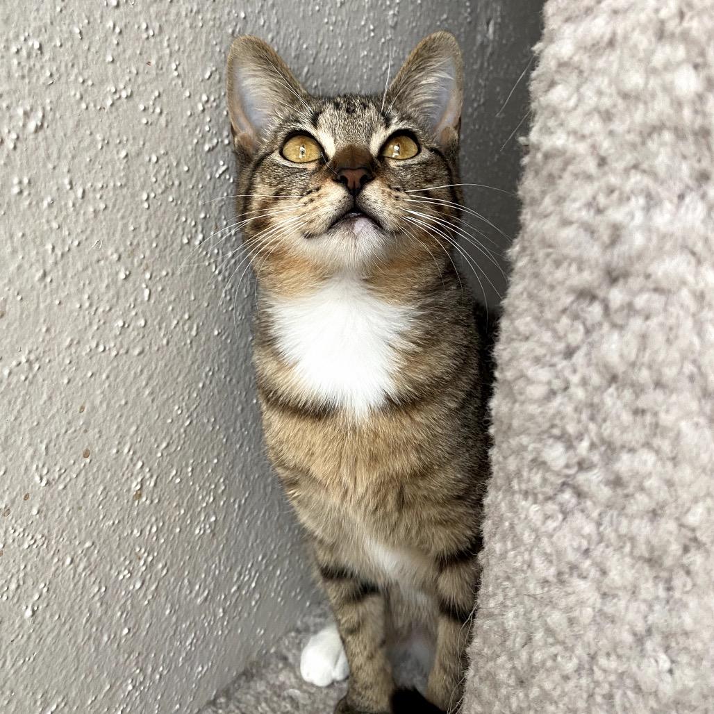 Sassy, Adoptable, Young Female Domestic Short Hair.